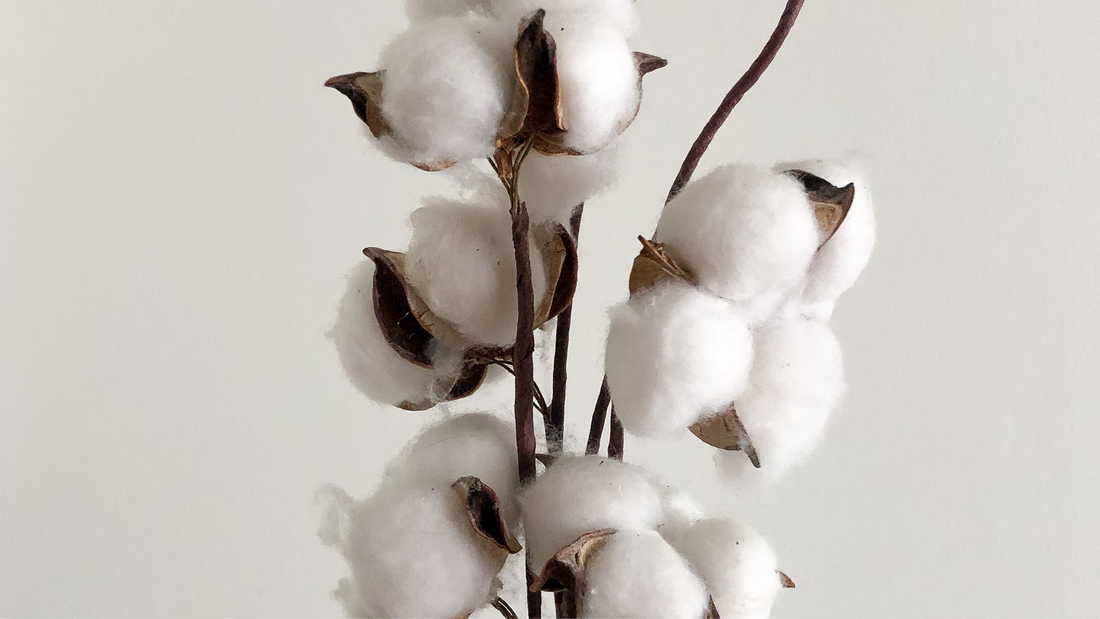 Cotton Knitwear vs. Wool Knitwear: Exploring the Advantages of Cotton